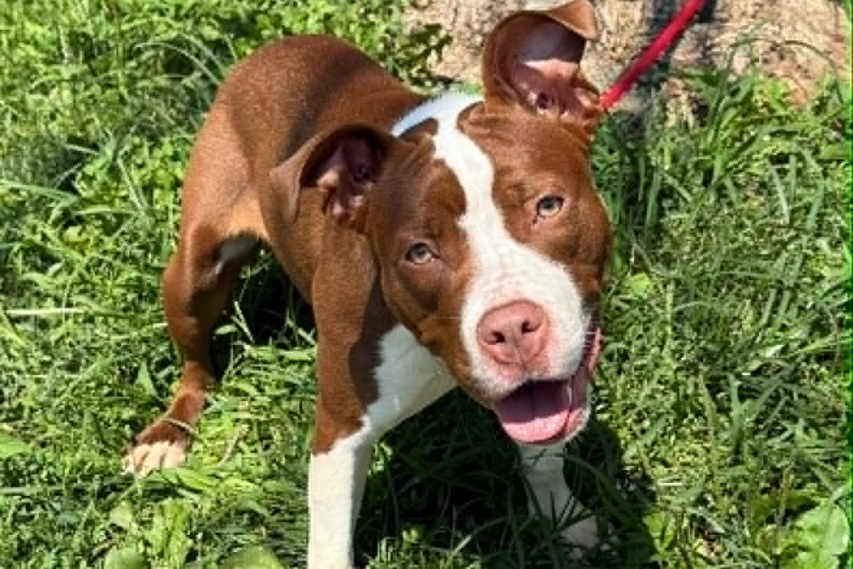 River -- Friends of Sangamon County Animal Control Dog of the Week